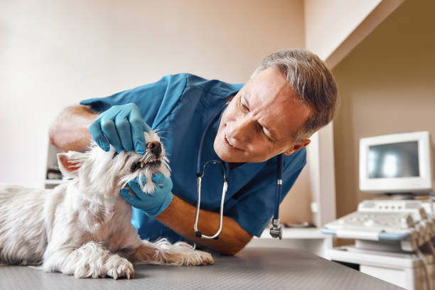 Best Pediatric Emergency Dentist in Bohners Lake, WI
